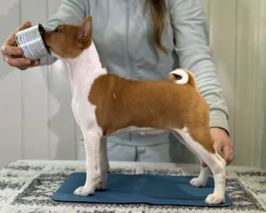 Basenji - Red&white Girl Name- Ona Lucky Alien 
