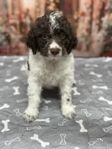 Romagna Water Dog - Grain Of Sand Rosa Parks Right