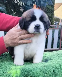 Szent Bernáthegyi kutya - Roger