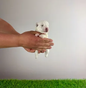 West Highland White Terrier - Jogi