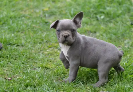 Bulldog francez - Montclair