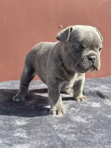 Francia bulldog - Carter