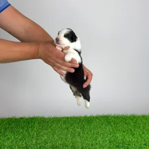 Australian Shepherd - Eldorado