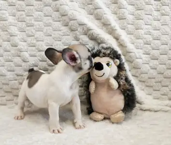 Francia bulldog - Elton