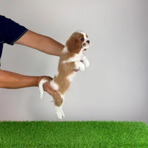 Cavalier king Charles spaniel - Alex