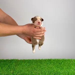 Australian Shepherd - Dax