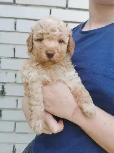 Wasserhund der Romagna - Xino