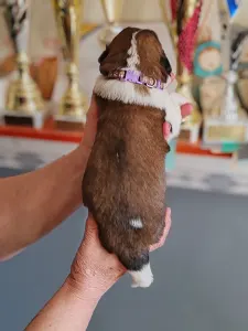 Moskiewski pies stróżujący - Egresvölgyi Morgan 