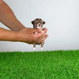 Chihuahua - Kwai