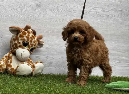 Barbone toy - Xénia 
