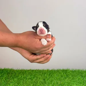 Australian Shepherd - Elixir