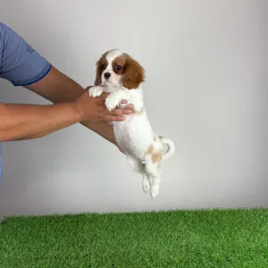 Cavalier King Charles Spaniel - Zelina
