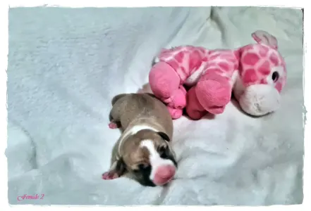 Amerikai staffordshire terrier - Grace Of Sweet Gangland