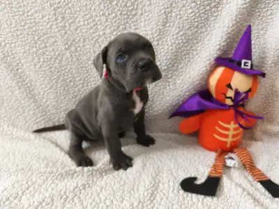 Cane Corso Italiano - Forza Di Diavolo Debbie