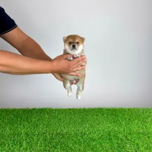 Shiba - Xara