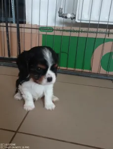 Cavalier King Charles Spaniel - Grafit