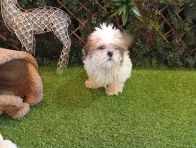 Shih Tzu - Shih Tzu Bella