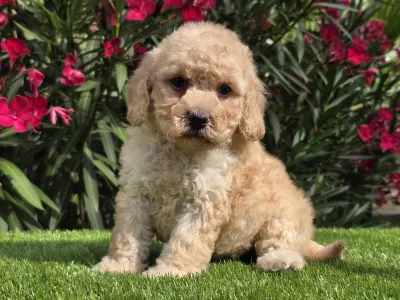 Cavapoo - Jenny