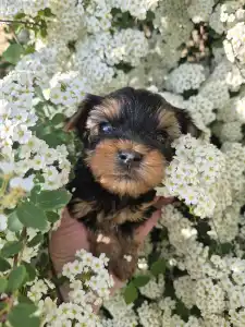 Yorkshire Terrier - Rio De Janeiro