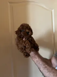 Poodle Toy - Poodle Toy F Red