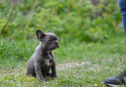 Francia bulldog - Magnus