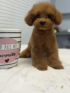 Poodle Toy - Tiara( Teacup)