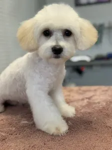 Maltipoo - Noni