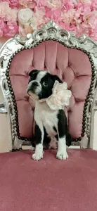 Boston Terrier - Harper