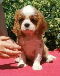 Cavalier King Charles Spaniel - Ince