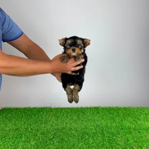 Yorkshire Terrier - Zonky
