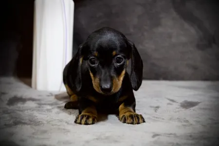 Dackel - Dark Horse Hug Me Strongly