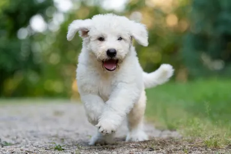 Komondor - Somogyi Betyár Maros