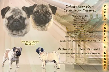 Mopsz - Cauda Anularis Phinja