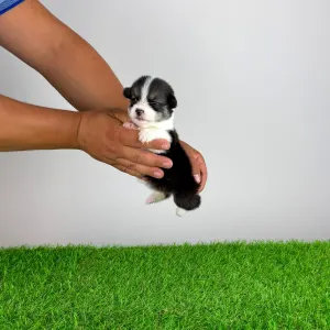 Welsh Corgi Pembroke - Corsa