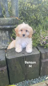 Cavachon - Benson