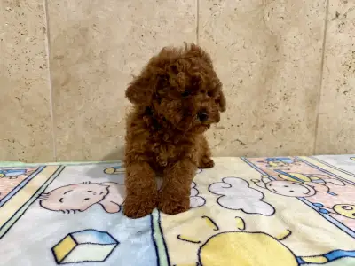 Poodle Miniature - Fendi
