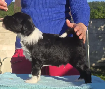 Tibeti terrier - Indiana 