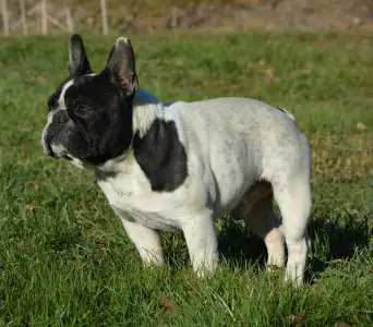 French Bulldog - Iron County Wigo