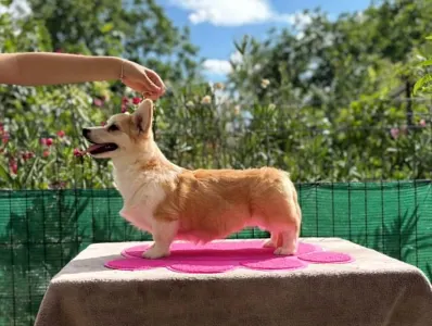 Pembroke Welsh Corgi - Amaya Queen Jewel Of Your Brilliand Diamond