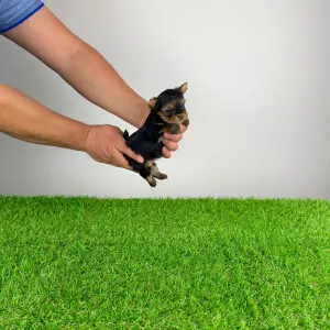 Jorkširski terijer - Monty