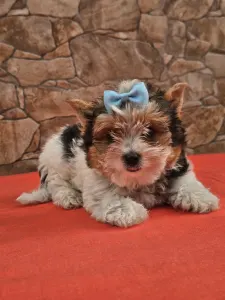 Biewer Terrier - Borisz