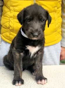 Irish Wolfhound - Brittany