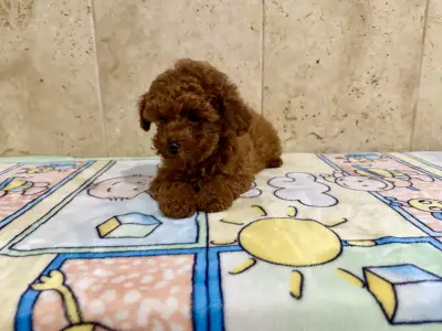 Poodle Miniature - Fendi