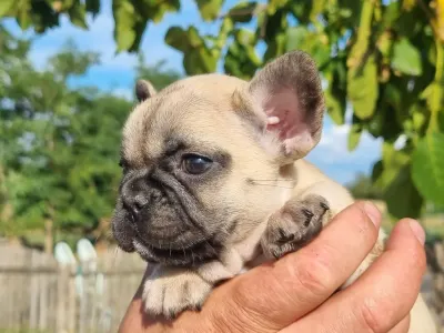 French Bulldog - Hailey