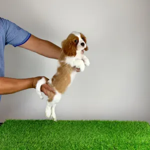 Cavalier King Charles Spaniel - Zammel