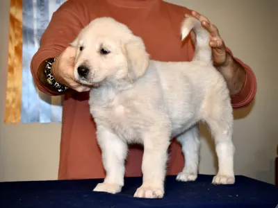Central Asia Shepherd Dog - Alabay Putskov