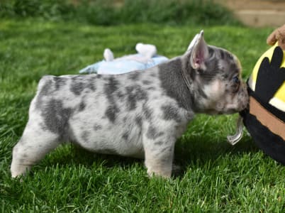 Französische Bulldogge - Gini