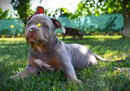 American Bully - Standard - Ghostface Fighters Casey
