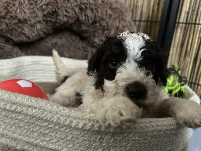 Romagna Water Dog - Ursa Gummi