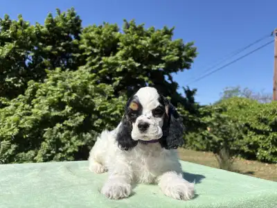 American Cocker Spaniel - English Levander